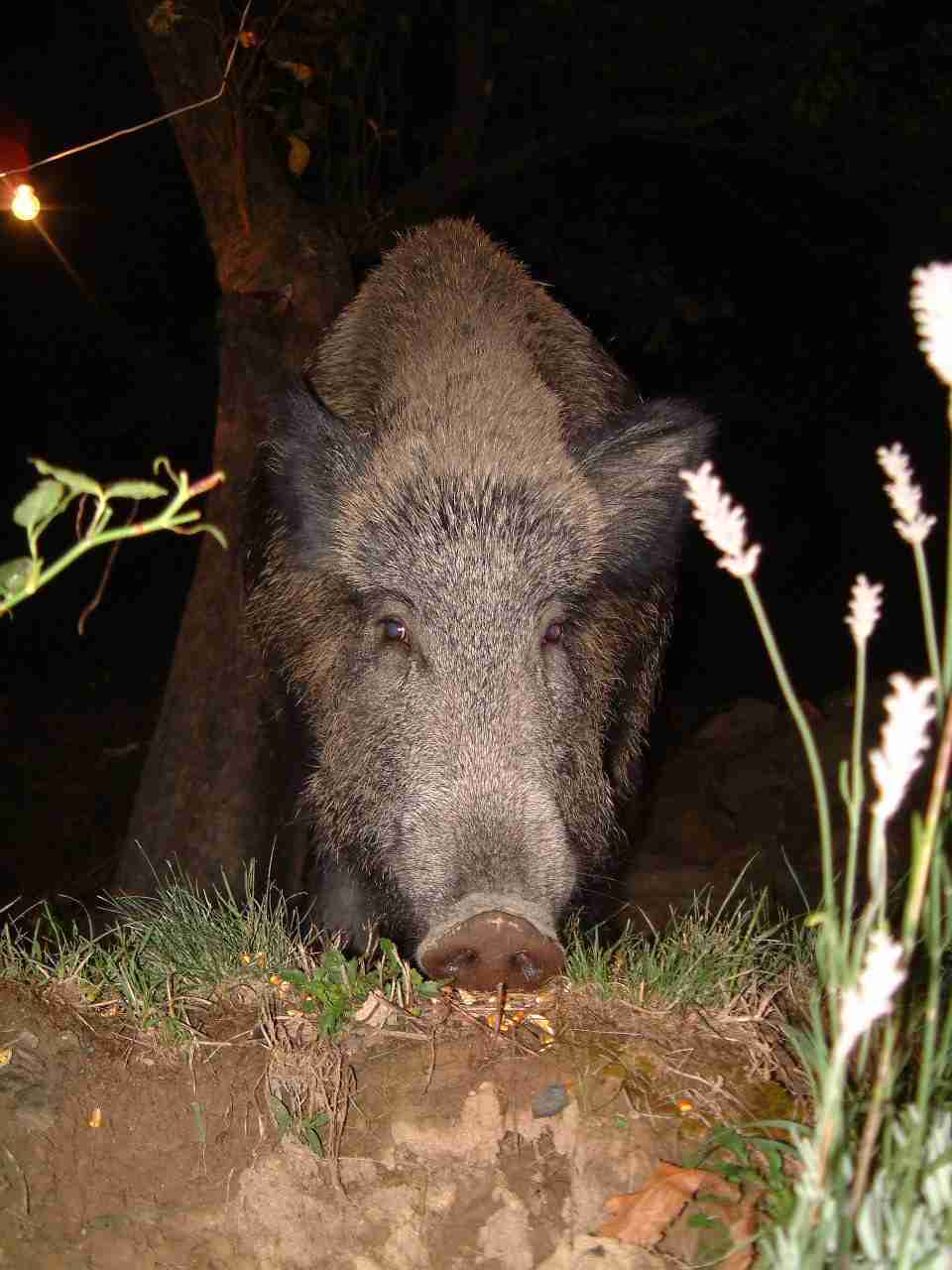  Image name: fau25.JPG 
 width: 960 pixel 
 height: 1280 pixel 
 Size: 74671 bytes 
 Click to enlarge 